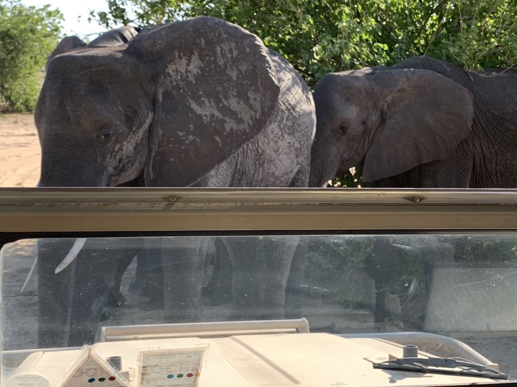 LislPietersz's tweet photo. Peak hour traffic is often a drag, but not this time around! @chobegamelodge @BiancaBowronCut @juleswallace16 @BowdenMel @samrotberg @LieletteCalleja @kanemunro @sholtomac @mattpaff https://t.co/BIyJ38oTTP