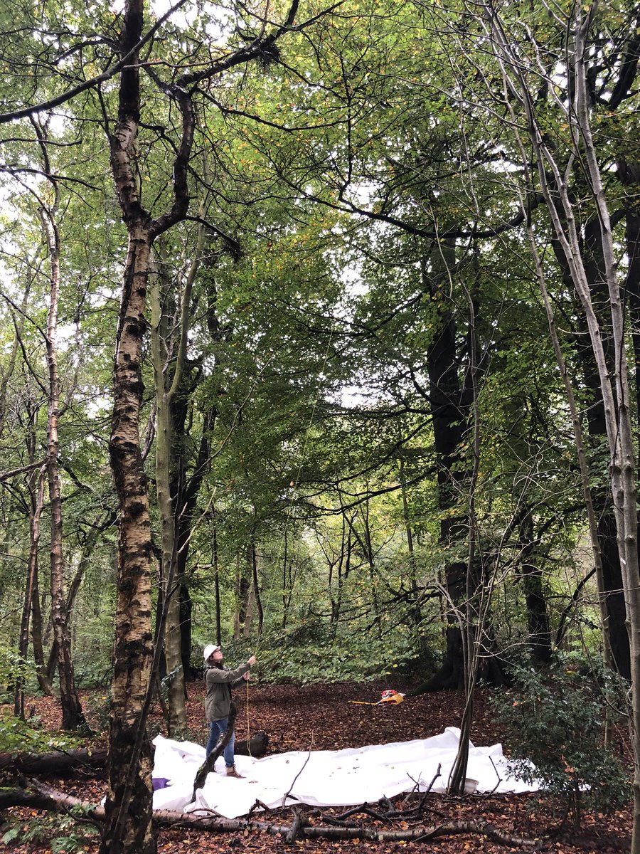 annasalty's tweet photo. Turns out we have a crack shot line thrower in our midst! As our collecting trips for the @Kew_MSBUK #UKTreeSeeds project come to a close can I just say a huge thank you to all the @suffolkwildlife volunteers and staff who have helped over the years.  Thank you! 🌳 https://t.co/ZBCJo7gMKJ