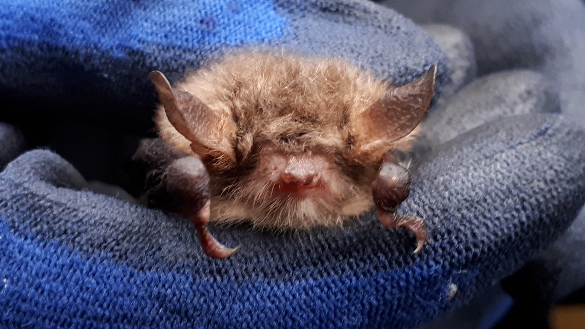 nuttytussock's tweet photo. Brill day checking boxes @CP_UK_Sherwood with @NottsBatGroup 49 boxes, at least 27 bats of 5sp. Noctule, Sop Pip, Leislers, BLE but highlight was in the 1st box checked, a Natterer's! Even got to show a couple of Nocs to a family on a nature walk. @EMECEcology @Nottswildlife https://t.co/VVfXI8CwfW
