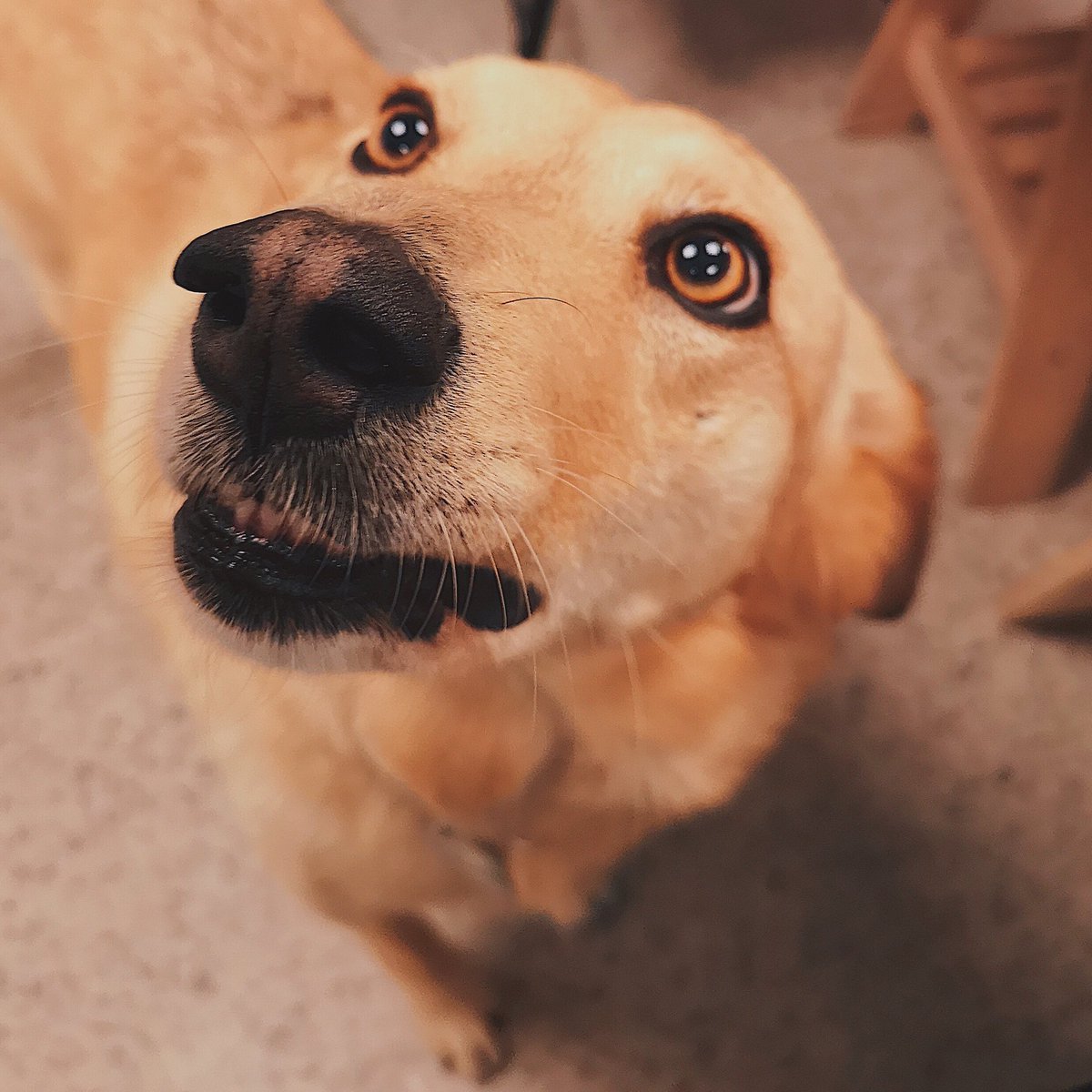 Hi! My name is Kaia! I love #napping, bananas, and the occasional tug of war. This is my most convincing puppy dog eyes for you to go to MakeLab.ca and see what my work fam is up toooo!