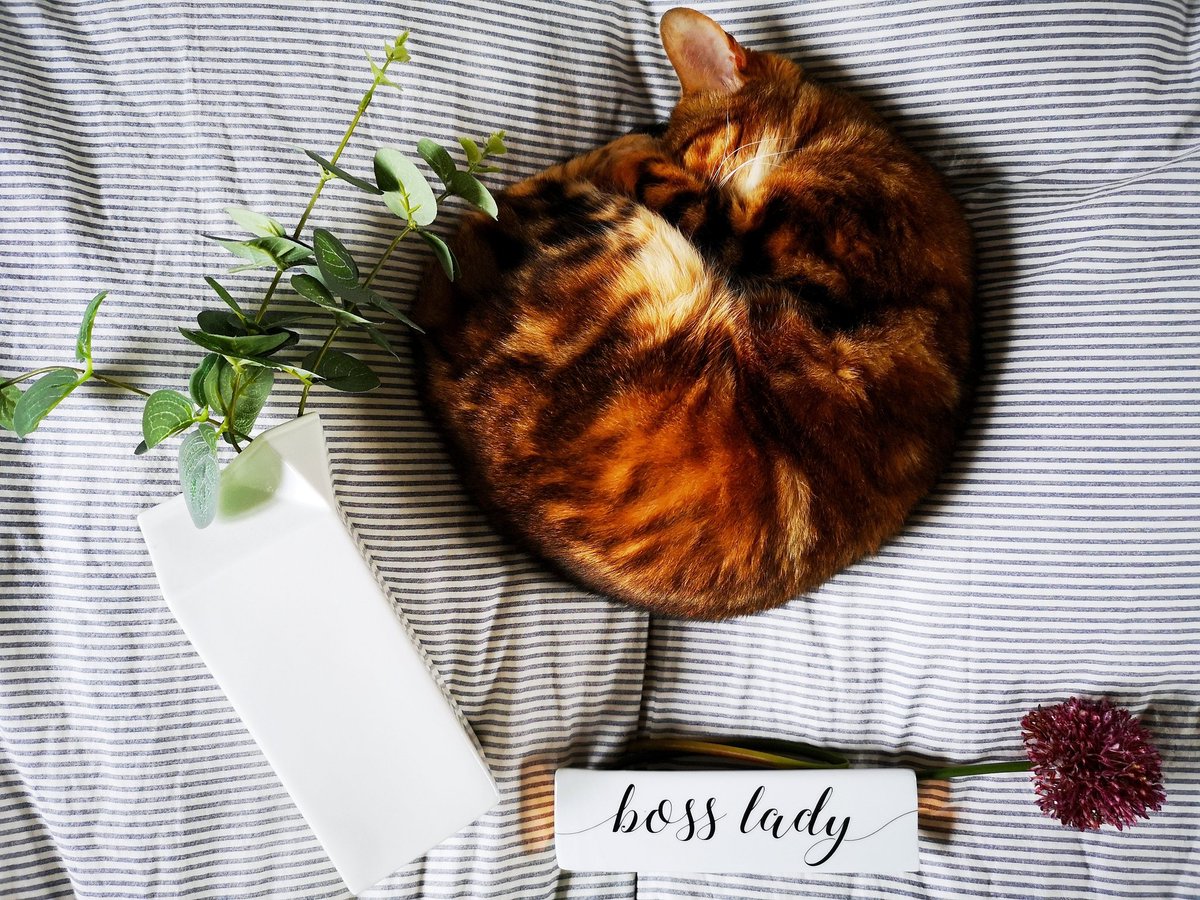 This girl keeps me smiling when I'm working from home...
#designlife #lincolnshire #interiordesigner #bengalcat #CatsOfTwitter #bedroomdetail #flatlay #interiordetails