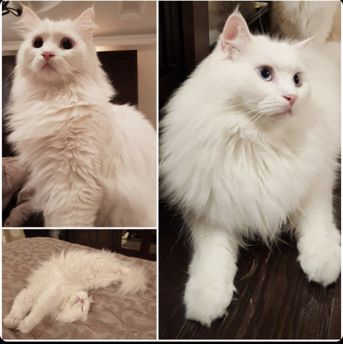 Pets In Need tweet media