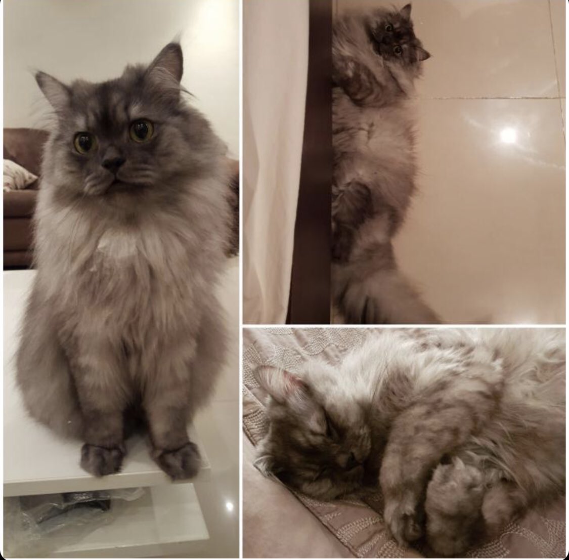 Pets In Need tweet media