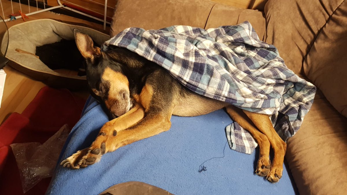 CypherMerc's tweet photo. This is my dog Chico. Whenever I see him, I just think how cute and innocent he is, not how I would love to rape him. Be like me. Don't rape your dogs.

#BanZoophiles https://t.co/beol4juWag