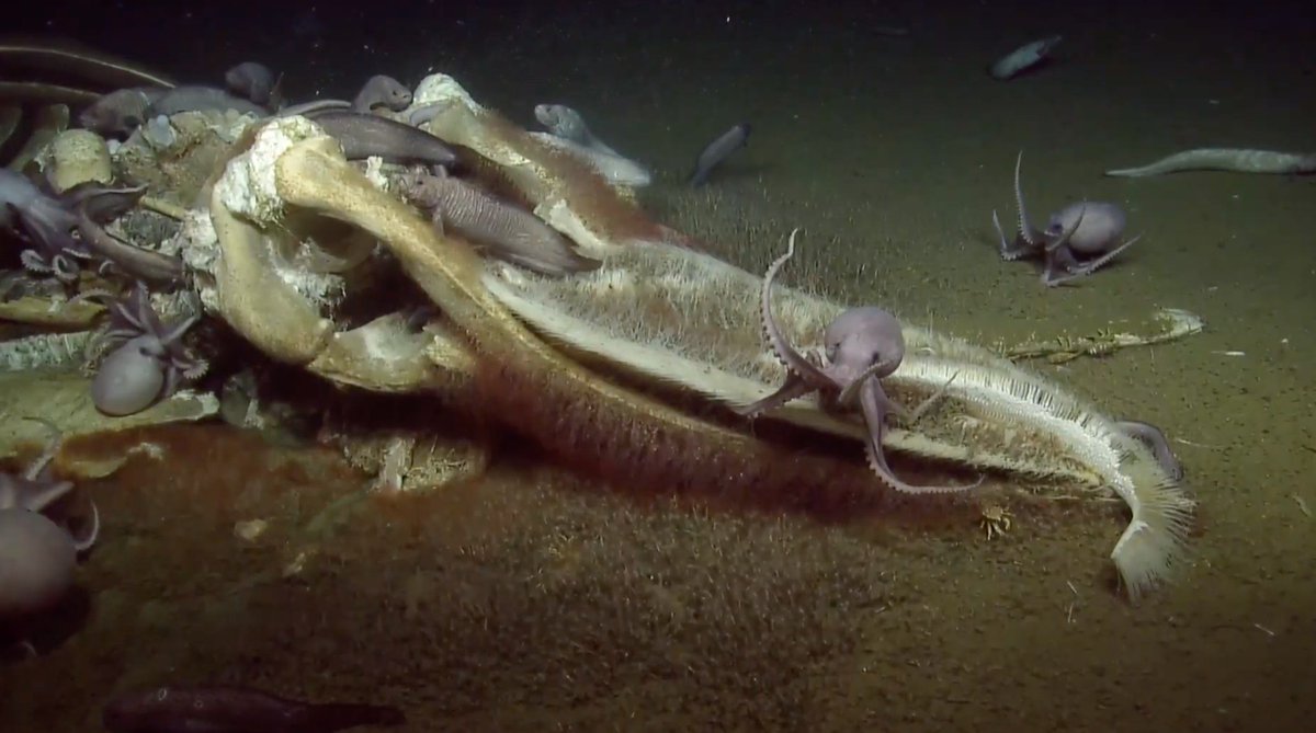 sanctuaries's tweet image. WHALE FALL WHALE FALL

@EVNautilus is exploring a whale fall in @MBNMS RIGHT NOW! Tune in: nautiluslive.org

Learn more about the expedition: sanctuaries.noaa.gov/live/2019/oet.…