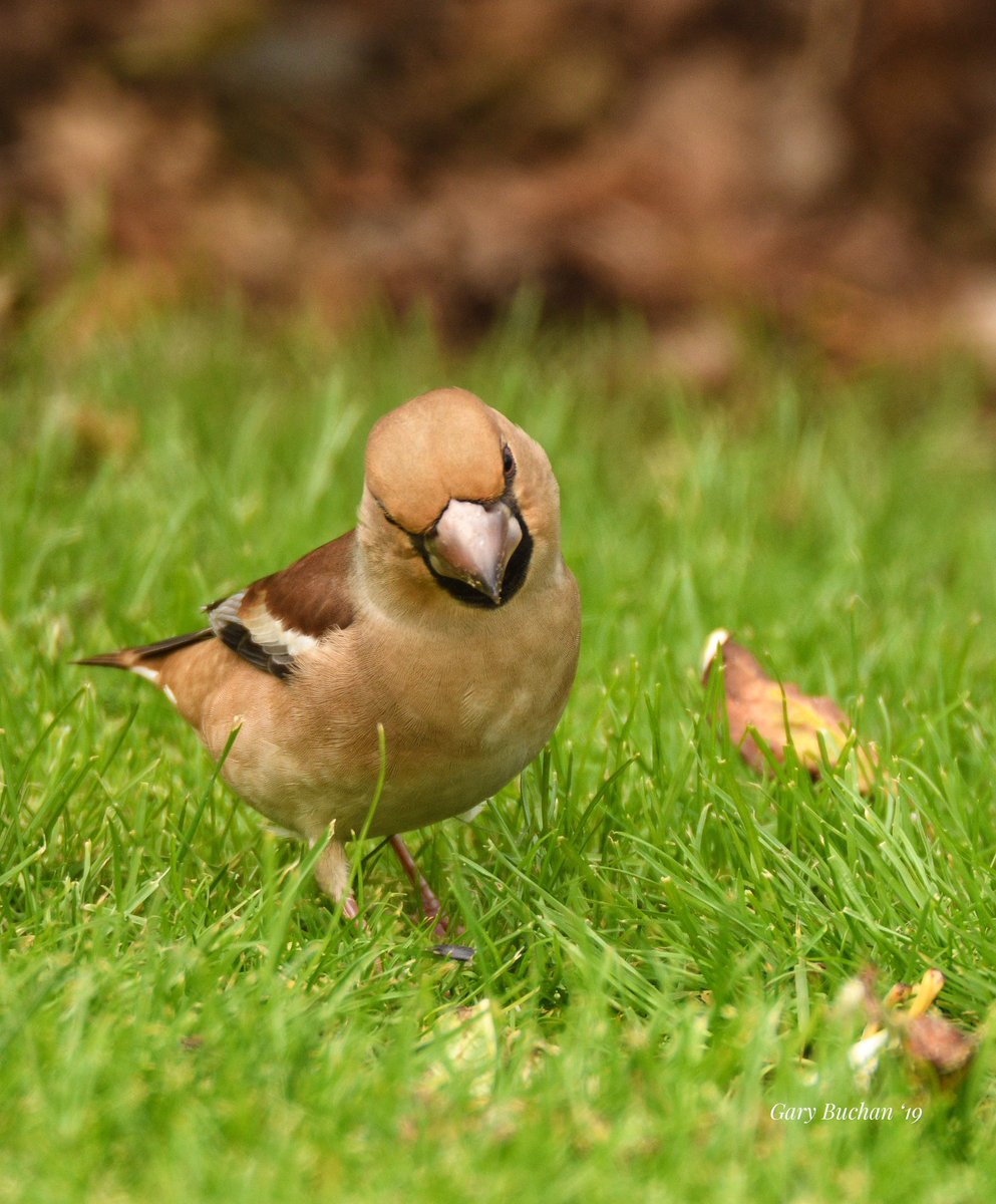 Common here in #Shetland but,nice to have one in my garden,this lovely Hawfinch today <a href="/RSPBScotland/">RSPB Scotland</a> <a href="/Natures_Voice/">RSPB</a> <a href="/PromoteShetland/">Promote Shetland</a> <a href="/RSPBNorthScot/">RSPB North Scotland</a>