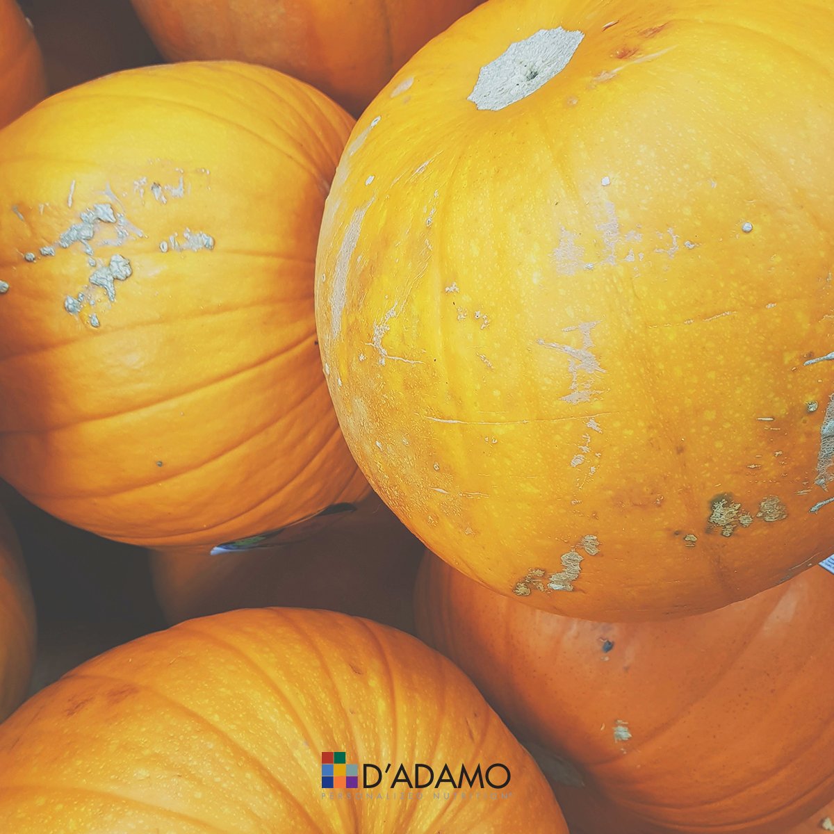 DADAMONUTRITION's tweet photo. Pumpkin spice season is here 🎃☕ but Type Bs should avoid overindulging!
Check out TypeBase for more food values: https://t.co/VH62CPy2RW
#pumpkinspiceseason #pumpkinspicelife #bloodtypediet #personalizednutrition #fallvibes #healthydiets #bloodtypeb https://t.co/1PzCmmQ3r8