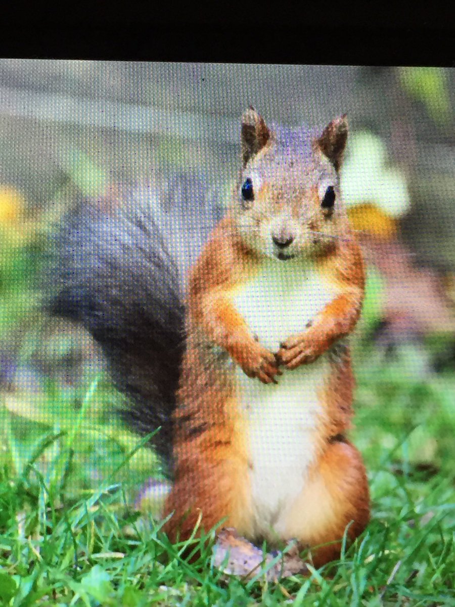 Day two of the Year 6 residential completed. Many of the children enjoyed the big swing and a rather muddy sensory trail. Lots of red squirrels spotted too!