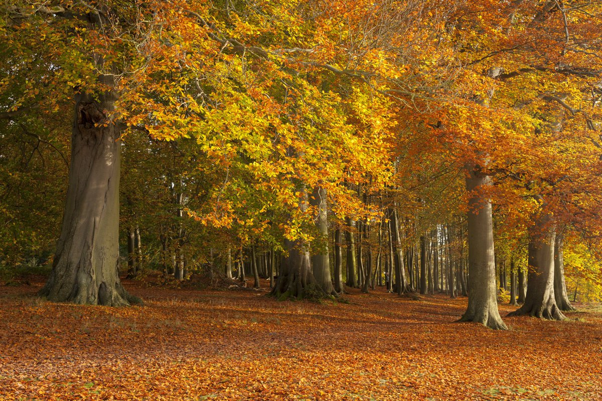 Take time to surround yourself with the sounds of nature. New research suggests soaking up woodland sounds relaxes us more than listening to voice meditation apps: ow.ly/BVwE50wLBJP. #PlacesMatter
