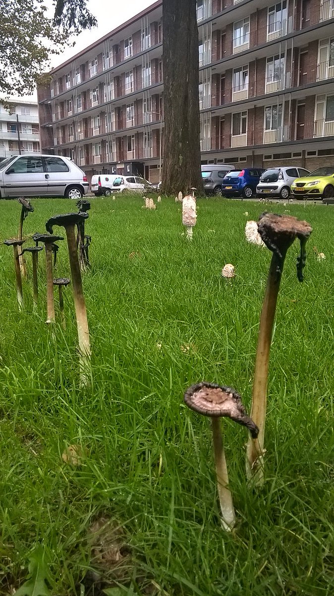 Bureau_RIS's tweet photo. Meer zwammen dan grassprieten... nog niet eerder zoveel bij elkaar gezien, gaaf! #GoudaOost #Oosterwei #geschubdeinktzwam @Ecolooggouda https://t.co/zAEJDkH6ue