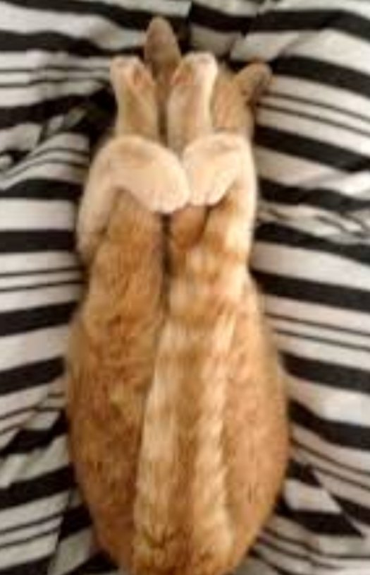 TreasuryMog's tweet photo. Lie on your back and gently pull your back legs straight over towards your head. Hold with your front legs #GladdersYoga https://t.co/WymJmJ0Lpy