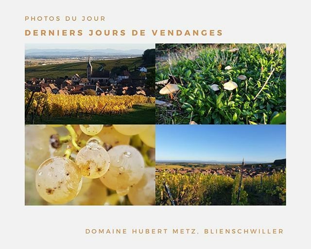 VinsHubertMetz's tweet photo. J-1 avant la fin des vendanges 🍇😀 #drinkalsace #alsacerocks #alsacewines #vinsalsace #alsace #oenotourisme #vin #vendanges2019 #conversionbio #winestory #winelover https://t.co/X21y4ghLmx