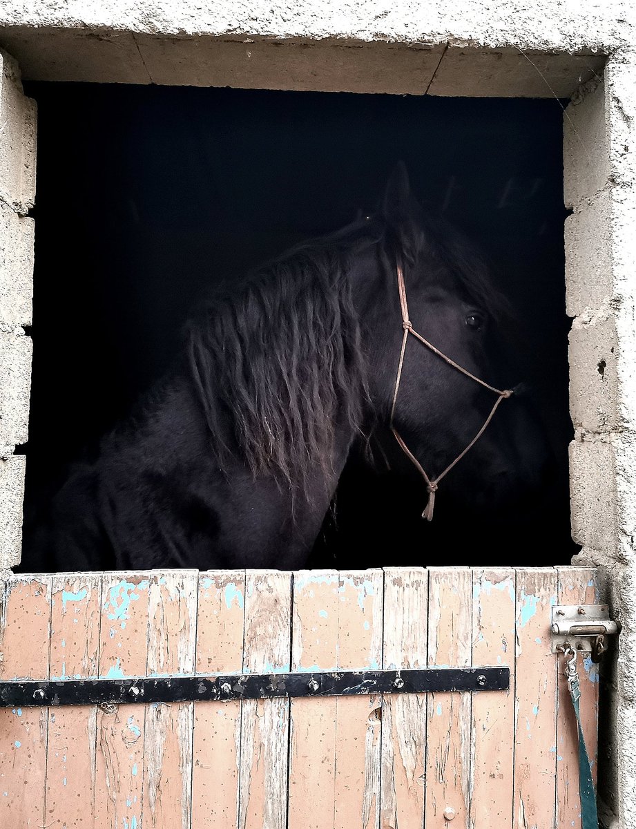 Madone Bella 🐴🎻 tweet media