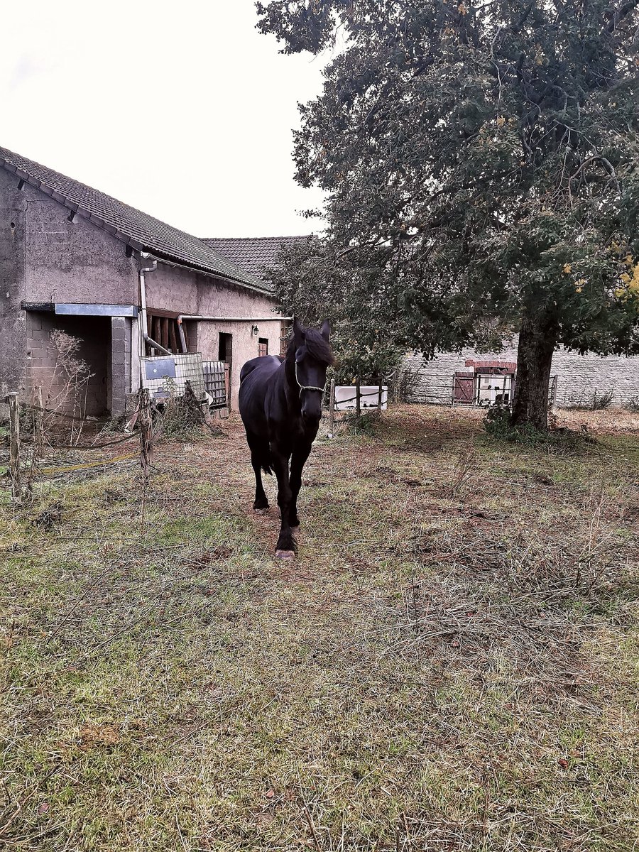 Madone Bella 🐴🎻 tweet media