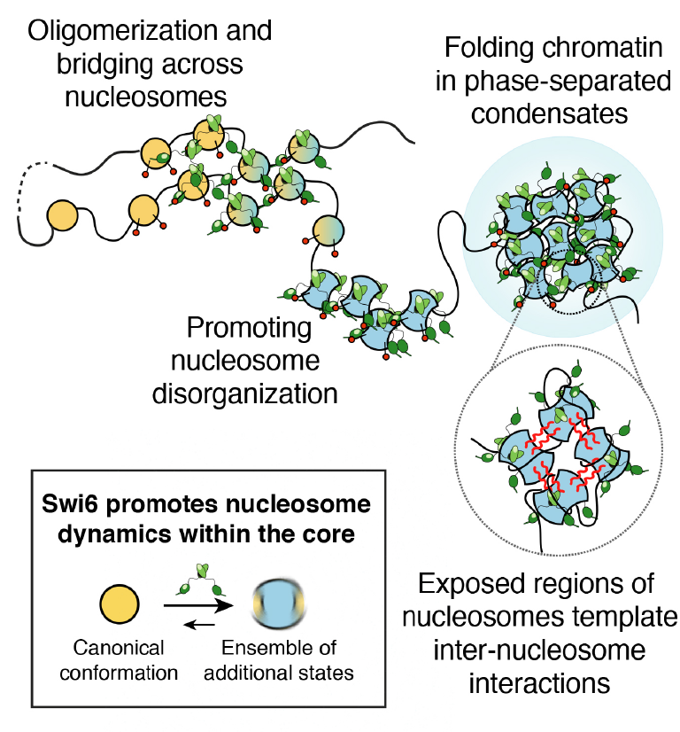 Nucleosome core
Reshaped by HP1 for
Phase separation

nature.com/articles/s4158…