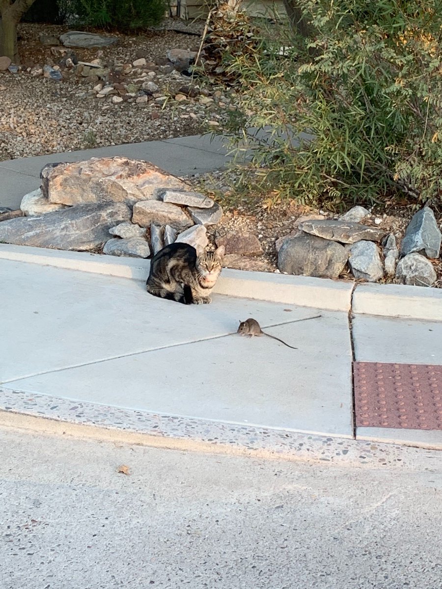 12News's tweet photo. Tom and Jerry?

This unlikely pair was spotted in a Deer Valley neighborhood.
Photo: Jesse Stegen, a relative of 12 News employee Anne Stegen https://t.co/UfXypHTKD3