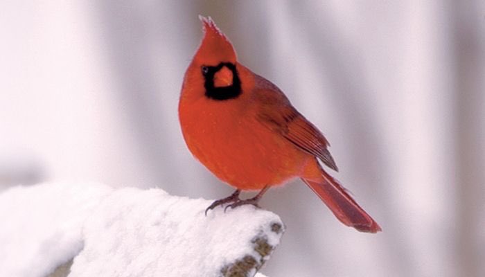 Faith keeps you in the storm so you can stand out.  #cardinal #influence <a href="/CARDBALL1/">JHS Football</a>