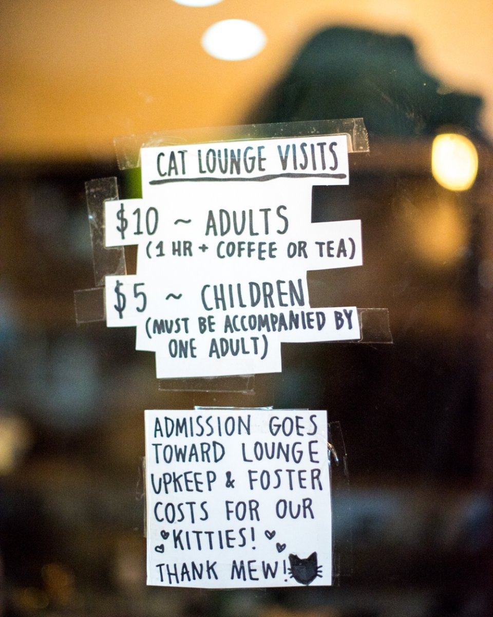 JavaCatsCafe's tweet image. Set up an appointment today!