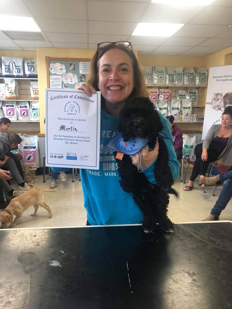 Congratulations to our newest member of staff for being a clever little puppy #WeddingWednesday #weddinghour #cocuk #cockapoo #norwoodvets