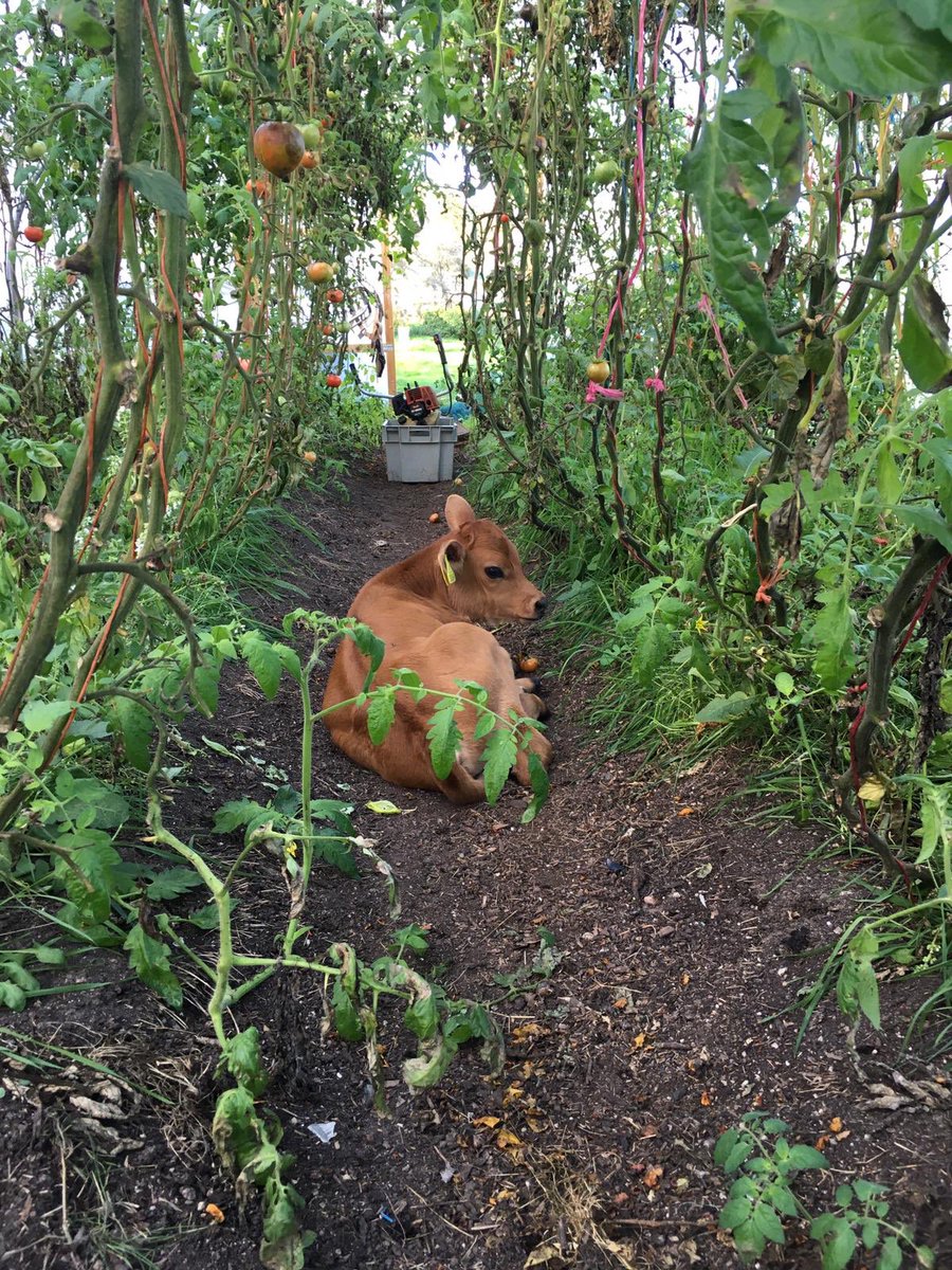 Norman the calf escaping to the pollytunnel for a snooze!