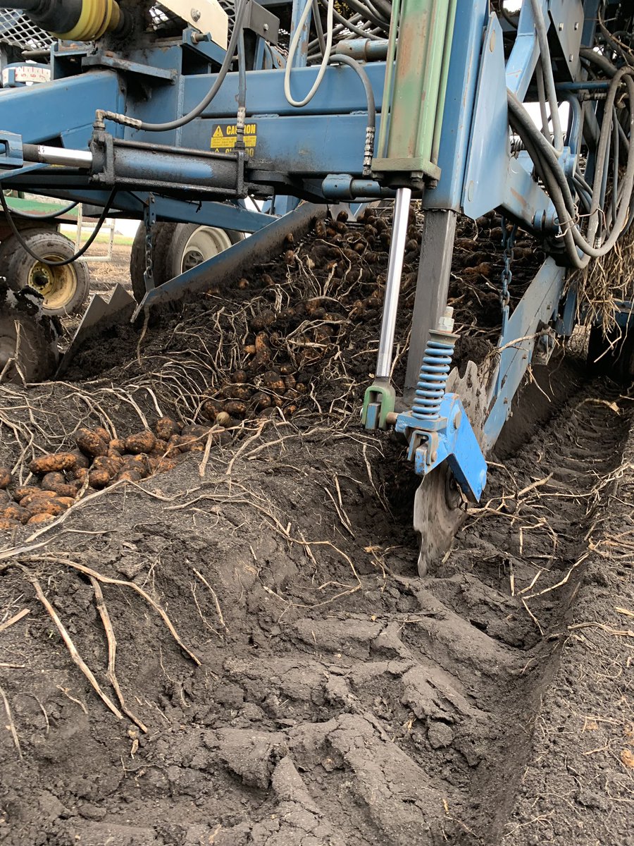 This cloudy cool weather is not very good for #soybeans but it is perfect for #potato harvest. #russetpotatoes #harvest19