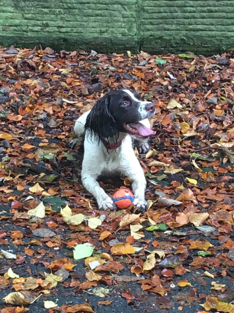 MrsFletcherSPS's tweet photo. Willow is having great fun in the Autumn leaves 🍂🍃🍁 What adventures have you been having? https://t.co/CjytVXL77j