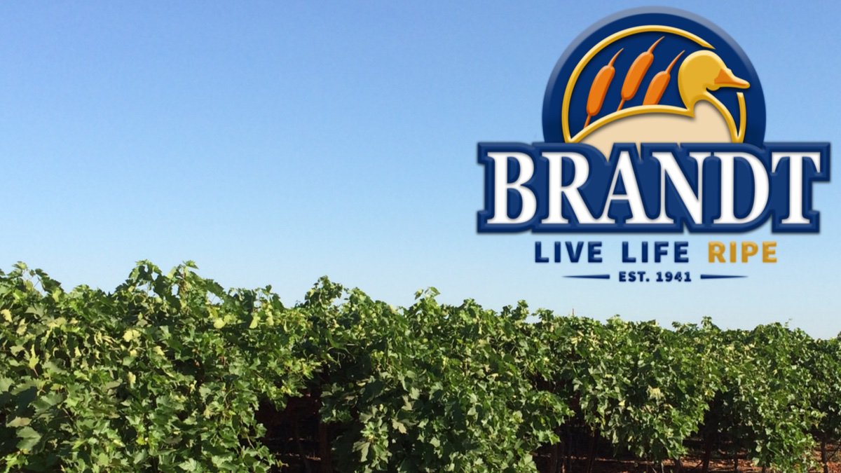 brandtfarms's tweet photo. DYK: #California has over 100,000 acres of #tablegrapes! That is a land area of over 150 square miles, which is more than double the size of Washington, D.C. #CaliforniaGrown #Grapes #BrandtFarms #LiveLifeRipe https://t.co/8HG5RTwbsT https://t.co/e7Nn3jPkDd