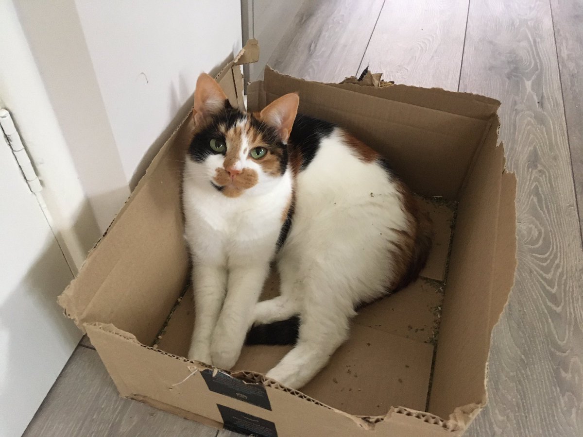 Do your cats choose a box over a comfy bed?