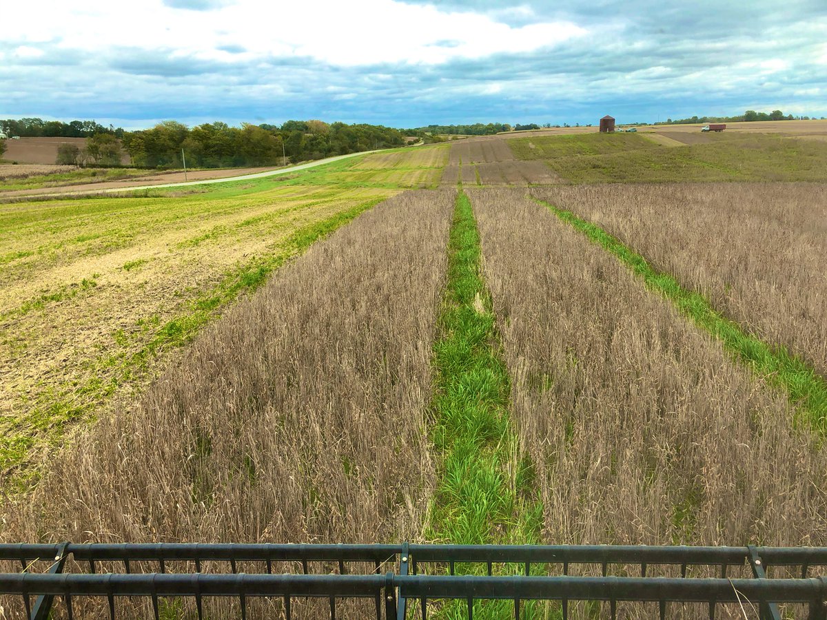 Harvesting the #RelayCrop! This plot did 30bu wheat and is currently averaging 44bu soybeans! Looking like the most profitable pieces on the farm! Plus, self seeding #CoverCrop! #SoilHealth <a href="/OnFarmNetworkIA/">On-Farm Network</a> <a href="/MultiIowa/">Multi-cropping Iowa</a> 🌱🇺🇸🌱