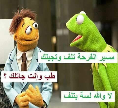 #جروس_راجع_يجدد_المواجع