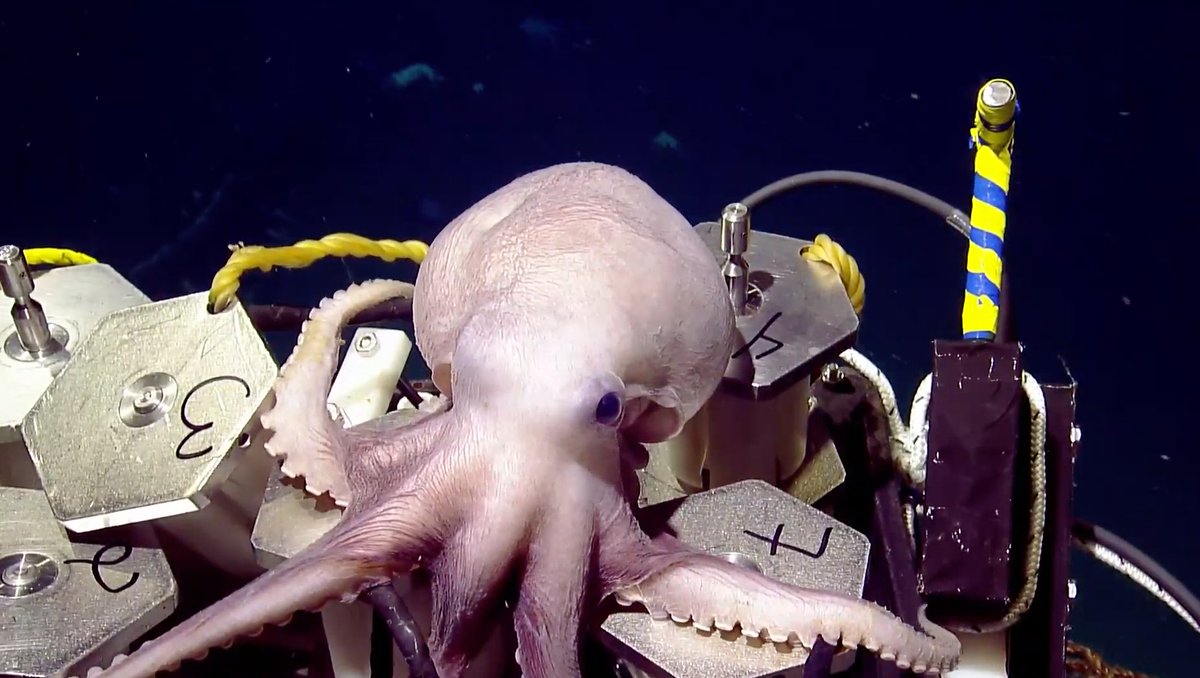 An octopus hanging out on an ROV