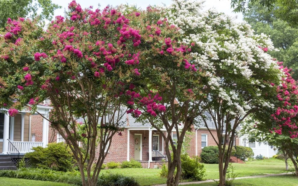 ExecLandscaping's tweet photo. Magnificent summer blooms, colorful foliage in fall, and visually appealing bark in winter make the crepe myrtle tree an attractive option for landscaping, no matter the time of year.

https://t.co/B6sQjJjTPh https://t.co/H3xcv3ESXy