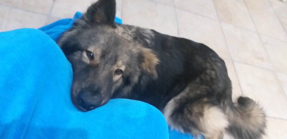 kat_unikitty's tweet photo. @ChilledChaos Would happily let this doggo snuggle me to death https://t.co/ESQkuvkRyA
