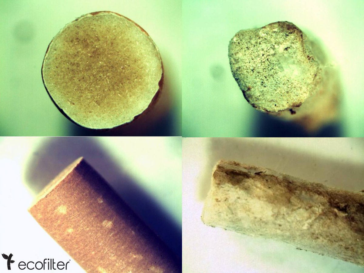 Mineralización y biotransformación de sustancias tóxicas. Nuestras enzimas rompen los enlaces de las moléculas toxicas generando nutrientes para el mismo organismo y seguir invadiendo las colillas. #YoNoTiroMisColillasAlPiso #FuturoSinHumo #FillTheBottle ♻️💪