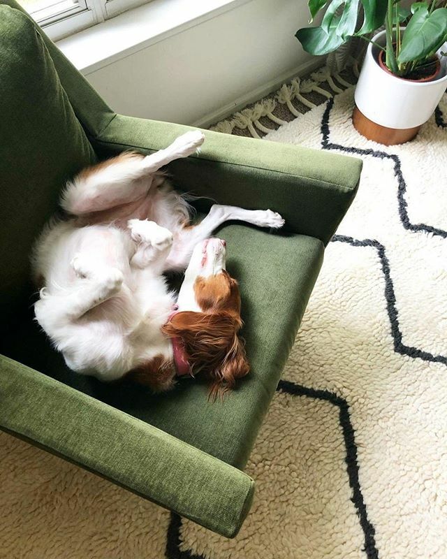 grush's tweet image. *Me 8 minutes into movie night* 😴🐶 #repost from @westelm 
Couldn't think of a better place to crash than here with the Carlo Mid-Century Chair &amp;amp; @fairtradecertified Souk Wool Rug! (📷: @peachesthebrit) 
#Dog #Dogs #Dogstagram #DogsOfInstagram #InstaDo… ift.tt/2VNOla0