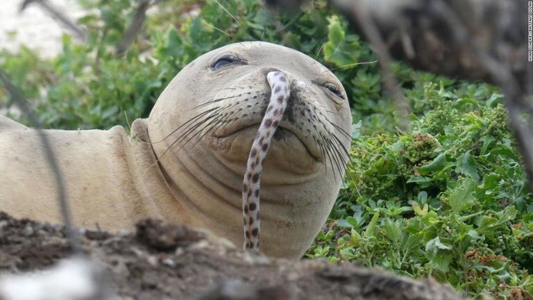 おもしろ動物 全635枚 Twitterで話題の人気画像まとめ 新着順13ページ目