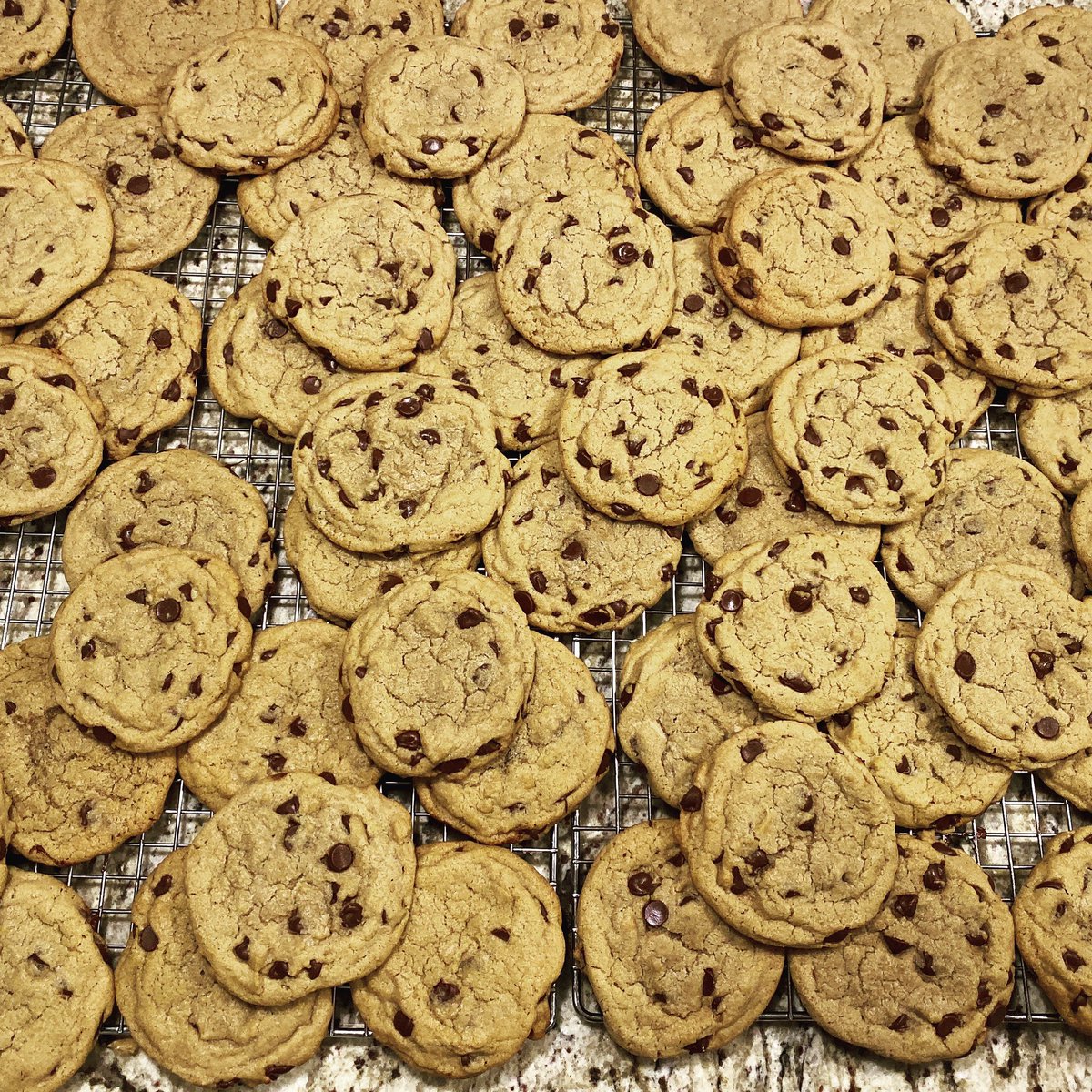 vpasquan's tweet photo. Hundreds of these puppies for sale at #IBMCanadaLab to support ECF tomorrow https://t.co/MVd7Cxqvnc