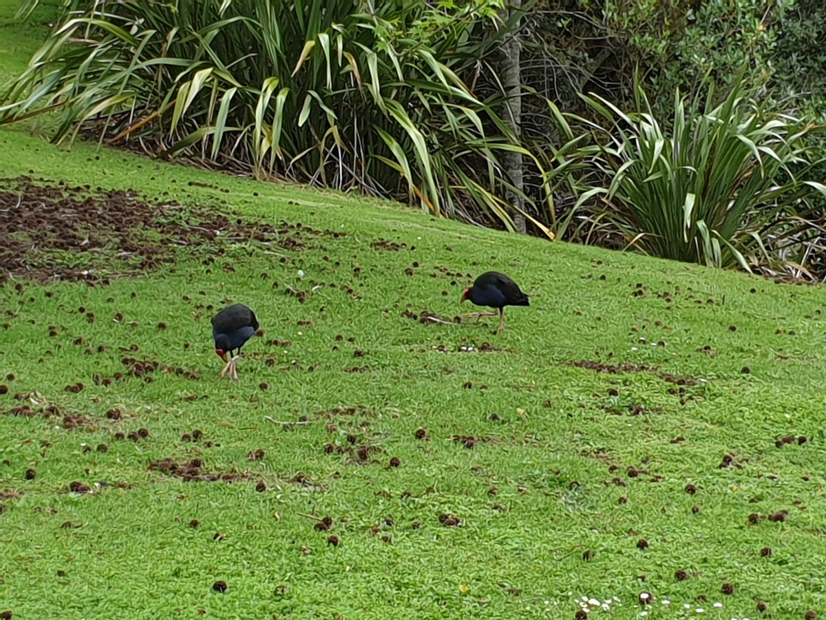 angus_64's tweet photo. Only been in New Zealand two hours and have already come across the rare auckland goth chicken, nature is beautiful. https://t.co/YNENlAY40v