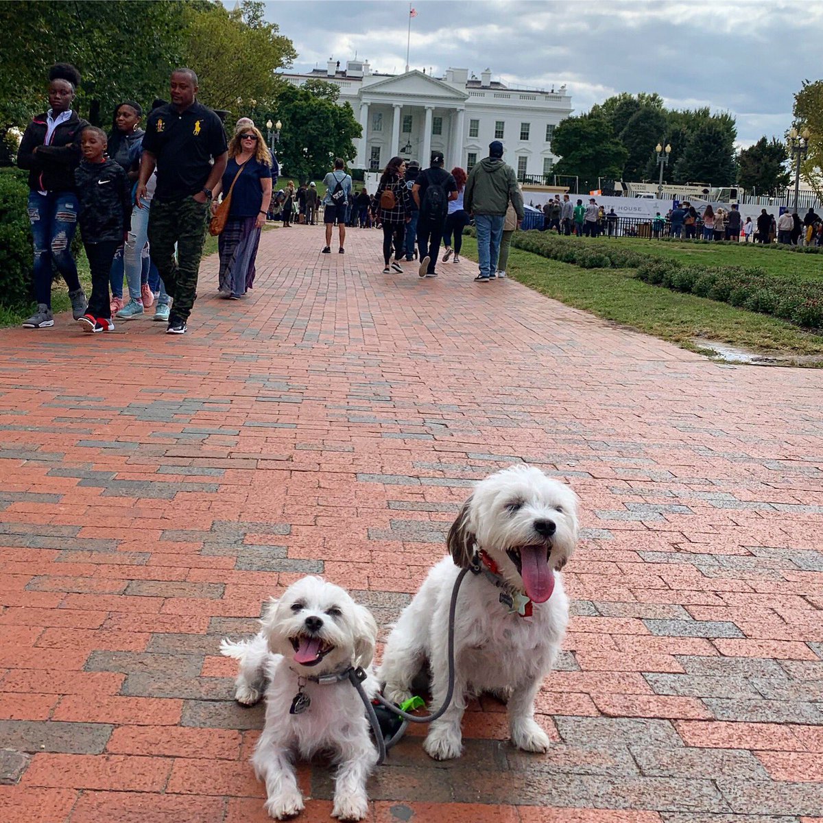 biggysmallz's tweet photo. We are on the path to great things! We have some real pawlicalaspirations and are pounding the pavement to make them happen! #StayTuned
#Pawlotics #MakeAmericaBarkAgain
#Washington #DC #PawlectionSeason #ElectionSeason #RescueDogsOfInstagram #RescuePupsOfInstagram https://t.co/hViECzPac9