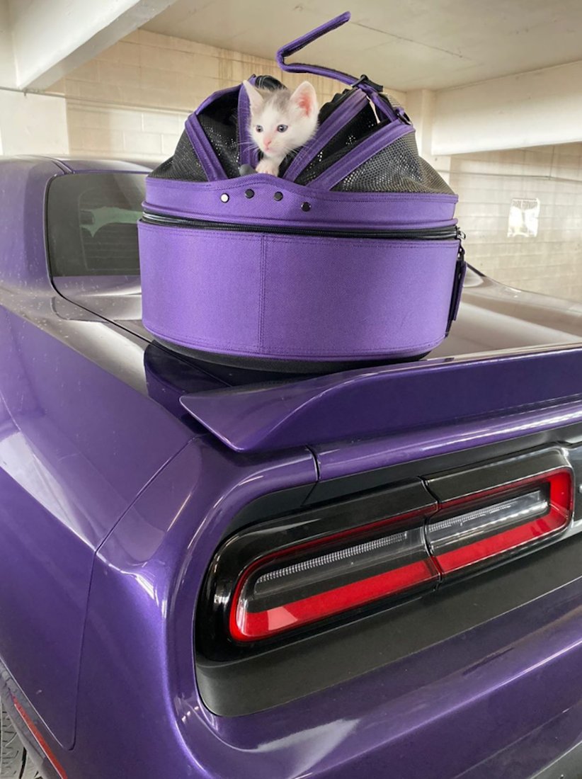 sleepypod's tweet photo. Commitment: We love this Sleepypod customer's commitment to a color... and pet safety of course, too!
#trueviolet #sleepypod #pets #safetravels https://t.co/jwHv4NnE3J