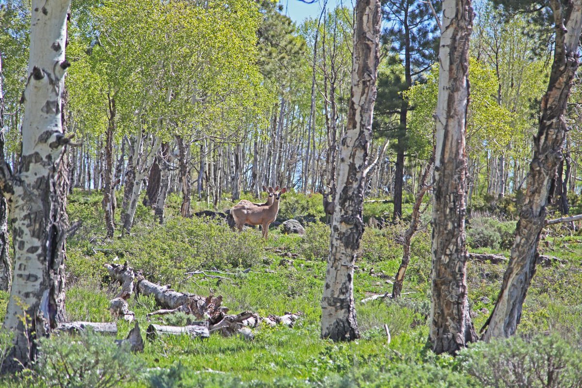farmandranchpub's tweet photo. #ShowcaseProperty #FeaturedProperty #WestWednesdays
X Quarter Circle Bar Ranch - 2,175 Acres
Montrose, CO
https://t.co/JFaY5v1Ptf
#Colorado #farmandranch #acreage #hunting #fishing https://t.co/YHCkHQ5bbH
