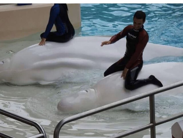 Jools_Orca's tweet photo. PLEASE RT @JonathanWNV Minister I urge you to reject 
Marineland’s plan to sell 5 belugas to US facilities Mystic &amp;  Georgia Aquariums for research &amp; breeding. This goes against Bill S-203. Thankyou @Casey_Pup @jeffrey_ventre @h0t_p0ppy @_AnimalAdvocate @Seasaver @LeilaniMunter https://t.co/JHZ3w5JYcB