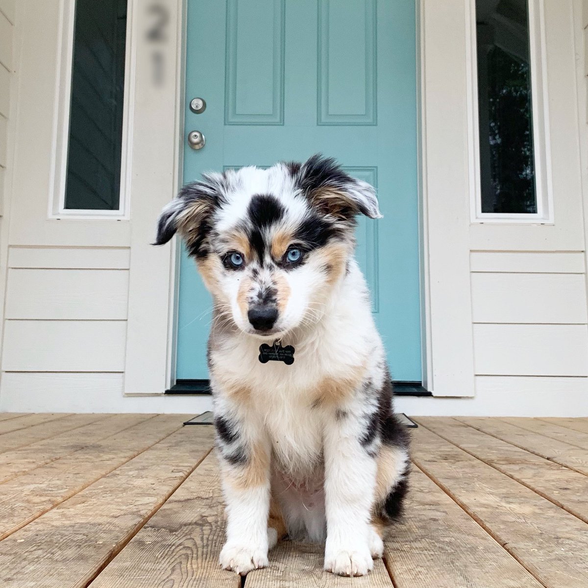 aussiesdointhgs's tweet photo. Meet Huck!🐶 https://t.co/1c39B97nf8