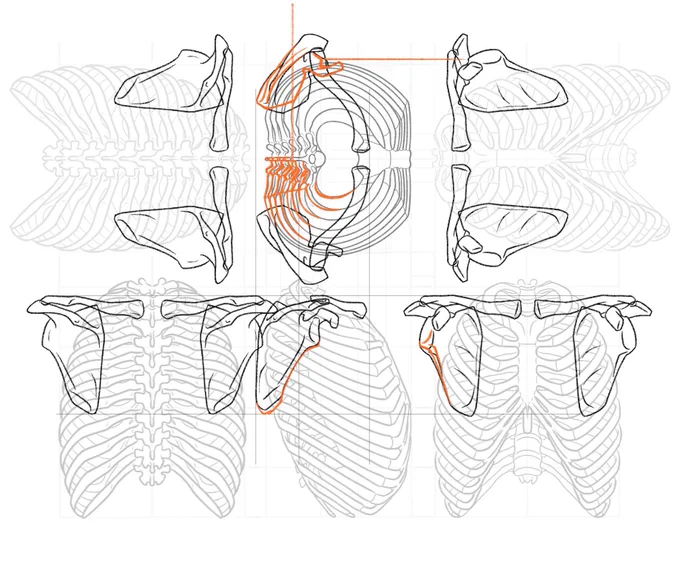 noteにアップしている「ゼロから描く美術解剖学」シリーズ。出張や講習会で中断してますが、諸種の業務の合間に進めています。 