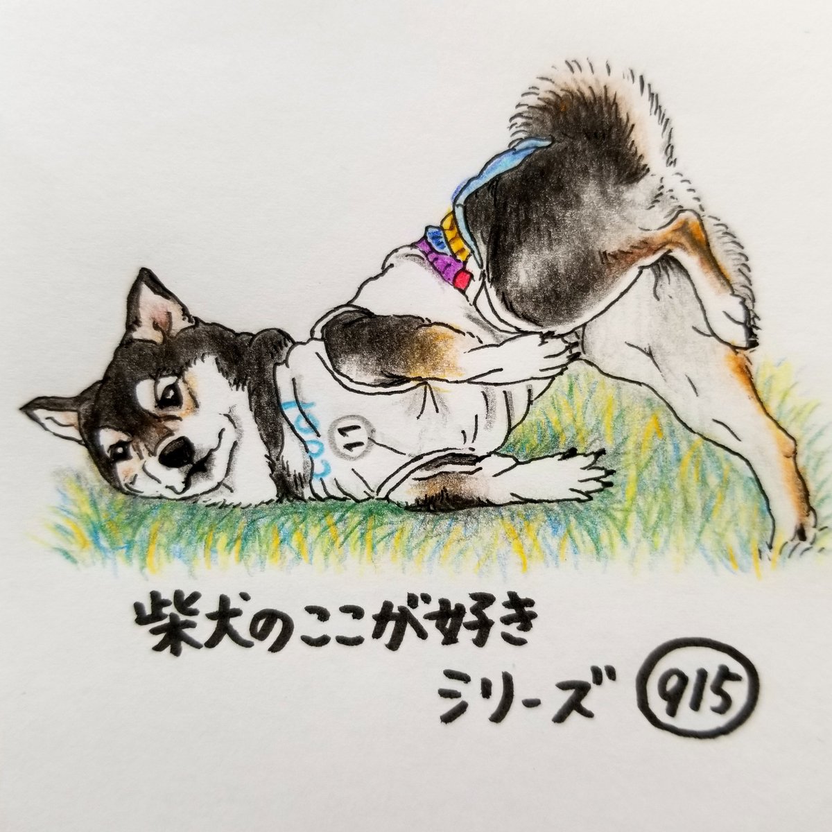 ここ柴 Auf Twitter ものすごく変な体勢のときに 目が合うとこ なに かな 柴犬のここが好き ここ柴 ここ柴部 柴犬 黒柴 イラスト