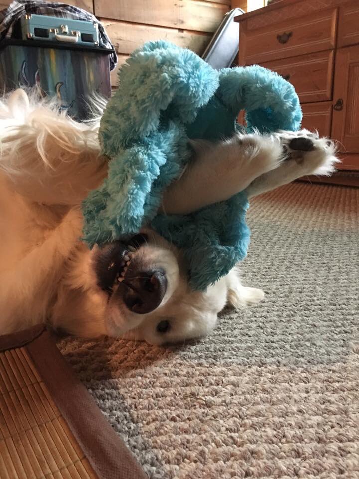 sampson_dog's tweet photo. My version of the stuffie friends club.
Mom says one of us better “Tap Out” before she gets out of the shower. Things about to get real! #ServiceDogSampson #BlueOctopus #FightClub #Stuffie #ScienceDog #BFF’s https://t.co/bEzNQ49stA