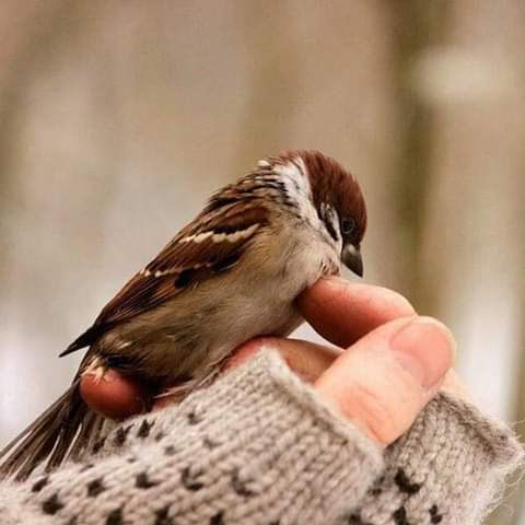 أعترف بأنني قاسيه في لحظات غضبي أحيانا أكون جارحه
كتومه وعنيده جدا - غامضه أحيانا
وحساسه ولكن مرحه لمن يعرفني ضعيفه عند نزول دمعتي
اسامح بسهوله لكن ! هذا لايجعل مني بأن ادخل حالة الاءستغباء
لكي أعيش أتجاهل الكثير مايقال عني لست بمغروره كما يقال عني
ولكنهم لايعرفوني جيدا
-Rasha