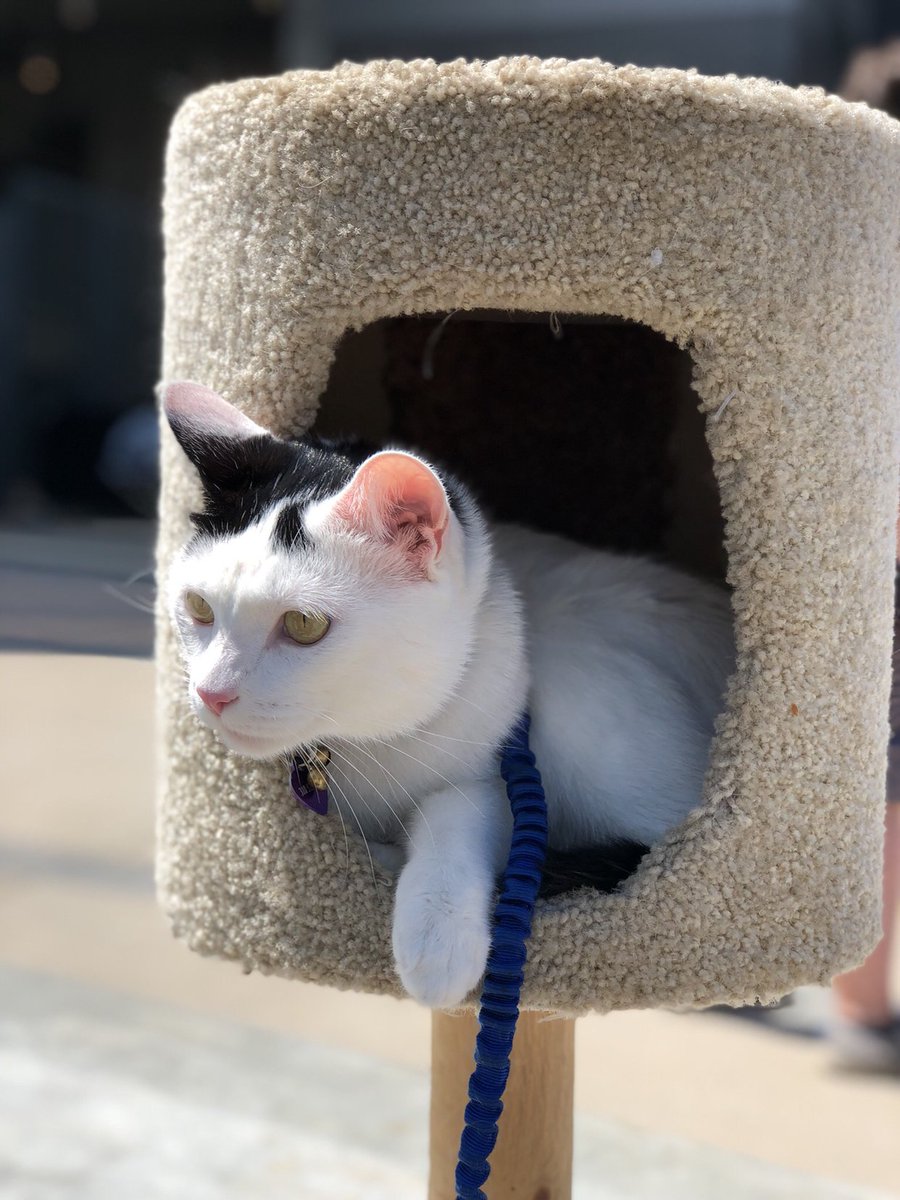 It’s #GlobalCatDay and I’m celebrating in my own little world 🌎