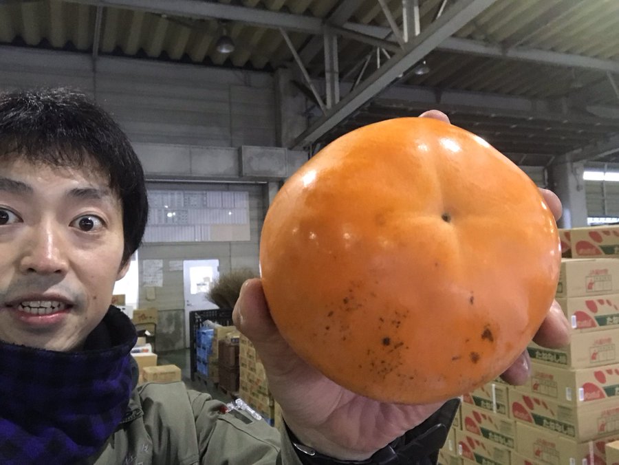 干し柿にカビが生えた 緑のコレはやっぱりカビなの トリペディア