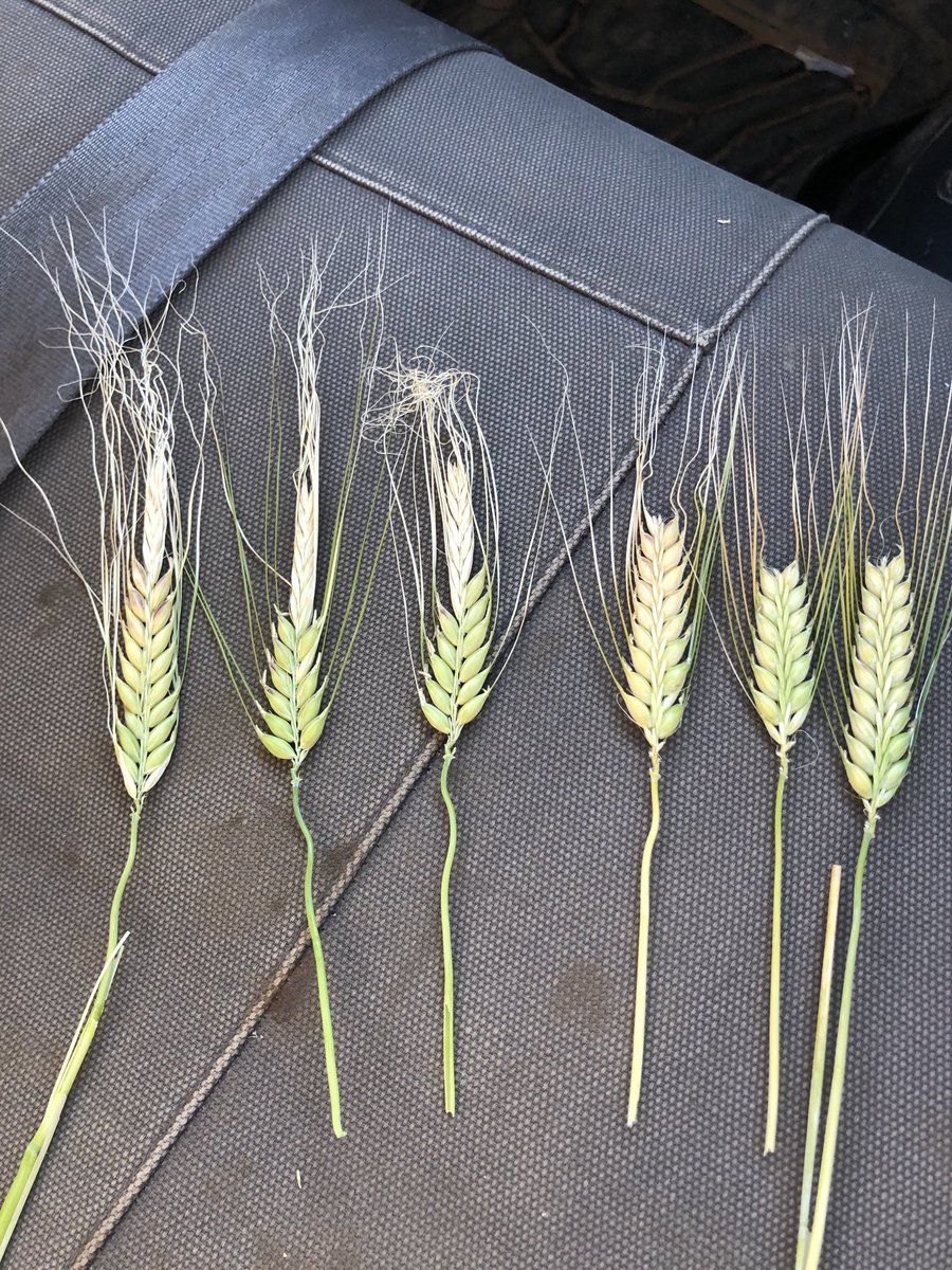 Luke barlow tweet media